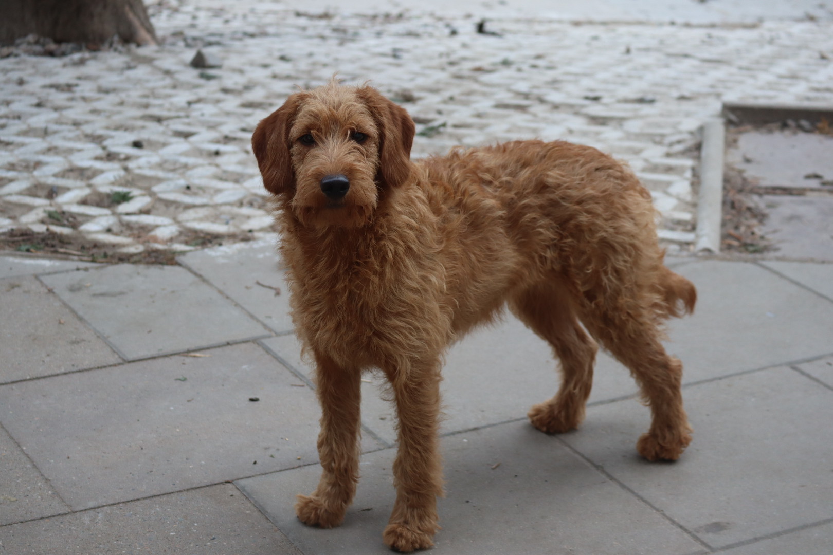 Labradoodle Hündin (F1) ca. 9 Monate