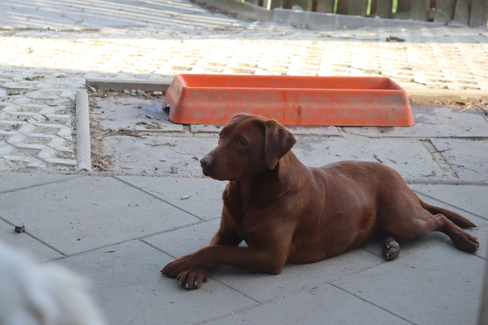 Labrador Hündin dunkelrot (ca. ein Jahr alt)