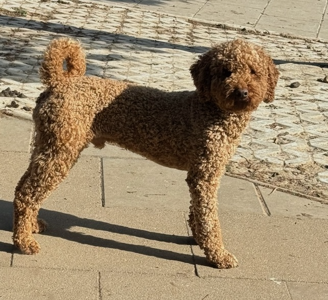 Labradoodle aus Labradoodle-Zucht, Labradoodle ist die Kreuzung eines Pudels und eines Labradors