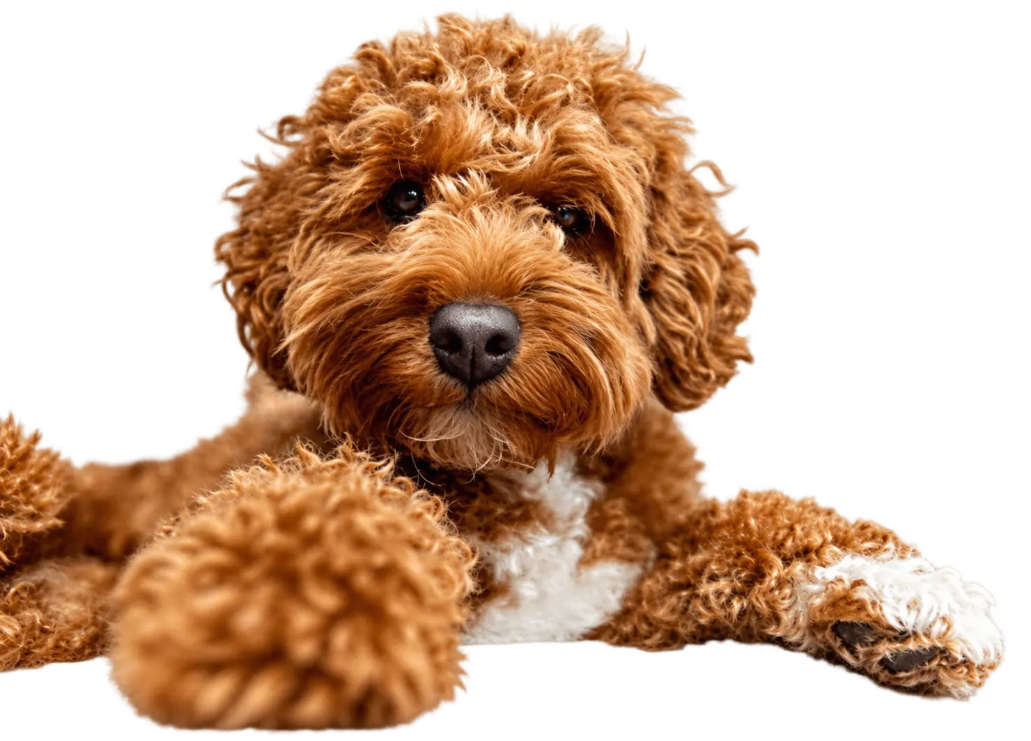 Goldendoodle der Wolflummies Hundezucht